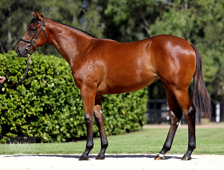 Fastnet Rock (AUS) / Forest Native (USA) - photo 1