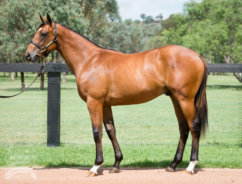 Snitzel (AUS) / Gopana (AUS) - photo 1