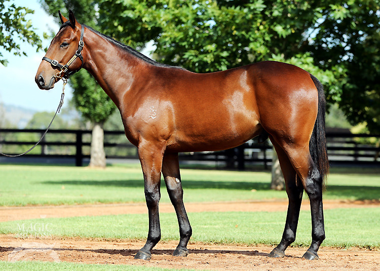 Pierro (AUS) / Hurtle Myrtle (AUS) - photo 1