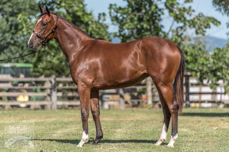 All Too Hard (AUS) / Isla Canela (USA) - photo 1