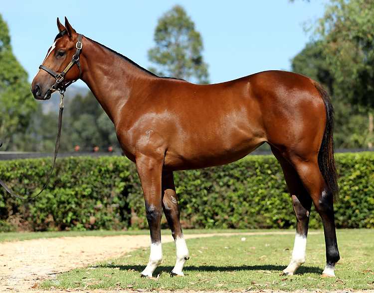 Stratum (AUS) / Jade Diva (AUS) - photo 1