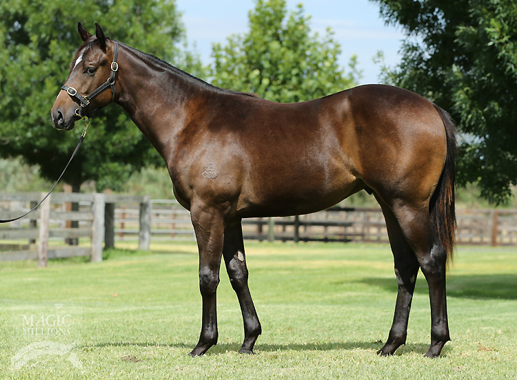 Charge Forward (AUS) / Jemison (AUS) - photo 1