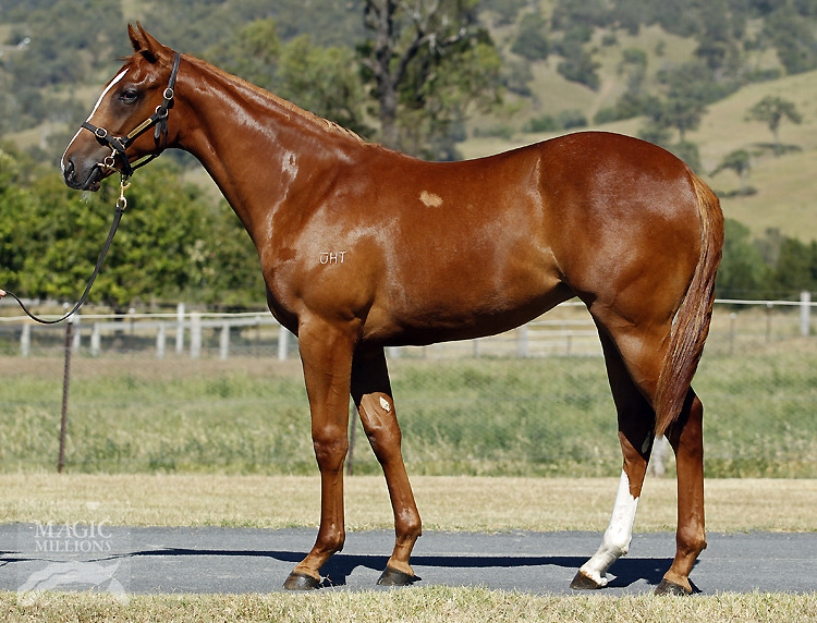 Foxwedge (AUS) / Jubilee Kate (AUS) - photo 1