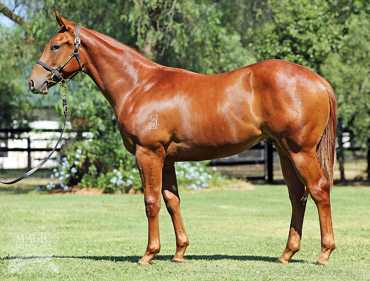 All Too Hard (AUS) / Kakakakatie (AUS) - photo 1