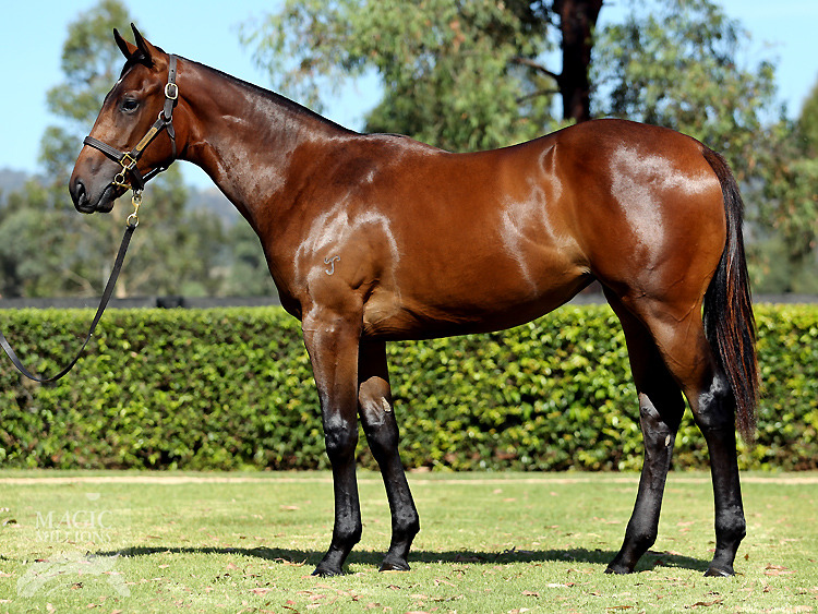 Hinchinbrook (AUS) / Karalee (AUS) - photo 1