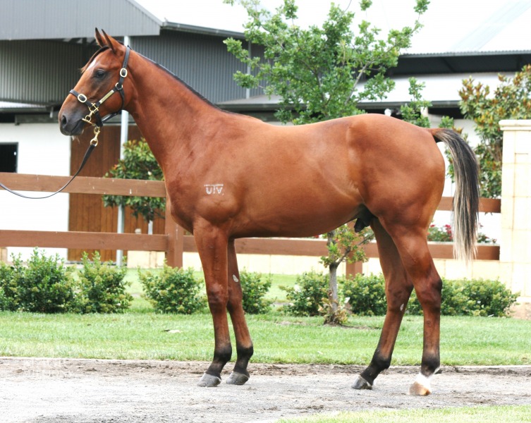 Smart Missile (AUS) / Katiet (AUS) - photo 1