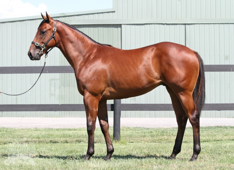 Artie Schiller (USA) / La Victoire (AUS) - photo 1