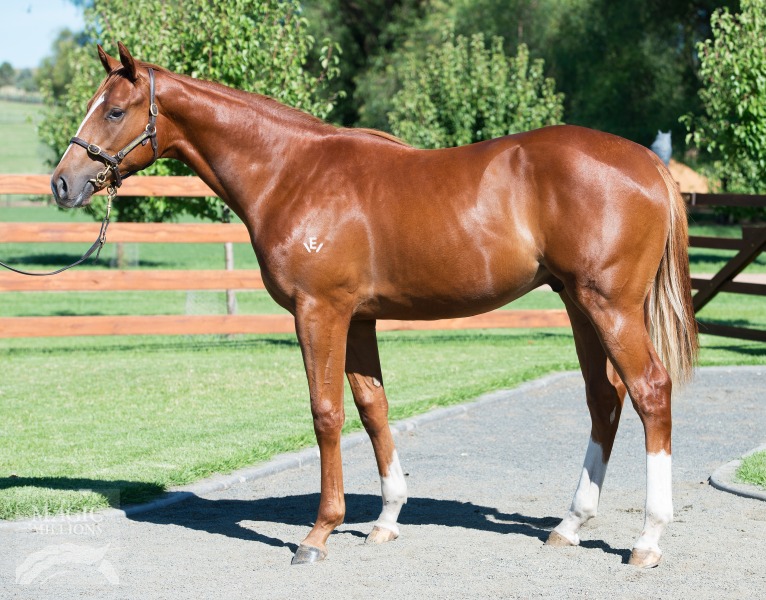 Written Tycoon (AUS) / Lady Somers (AUS) - photo 1