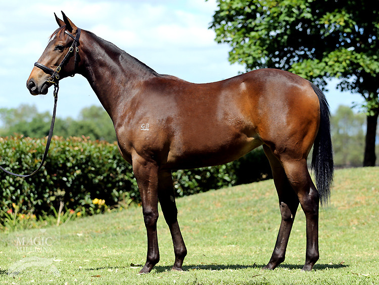 Lope De Vega (IRE) / Ladyofdistinction (NZ) - photo 1