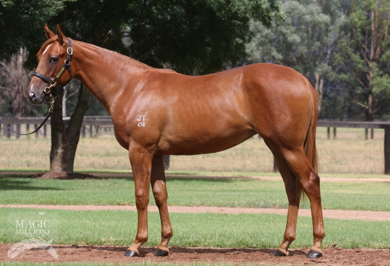 Star Witness (AUS) / Ladys Angel (AUS) - photo 1