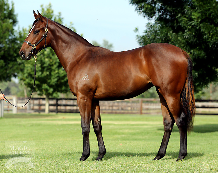 All American (AUS) / Lahana (AUS) - photo 1