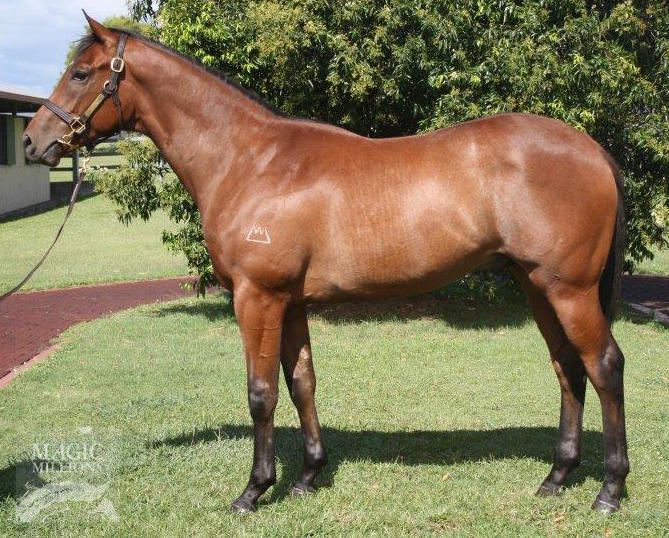 Magnus (AUS) / Le Bel Away (AUS) - photo 1