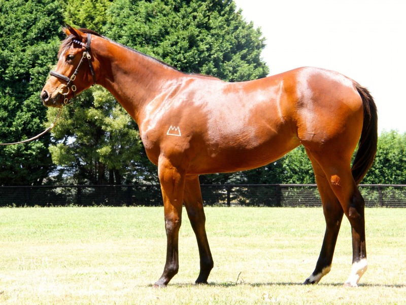 Helmet (AUS) / Little Artist (AUS) - photo 1