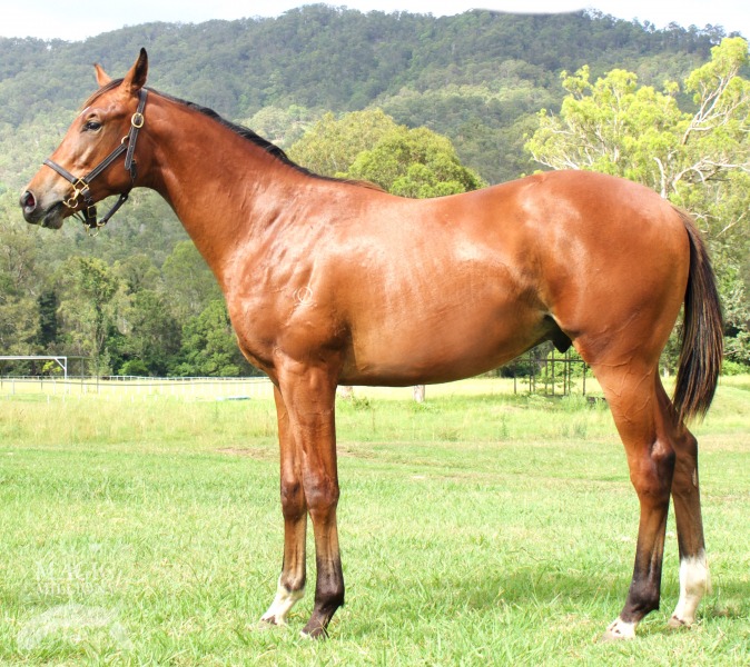 Choisir (AUS) / Little Wonder Why (AUS) - photo 1