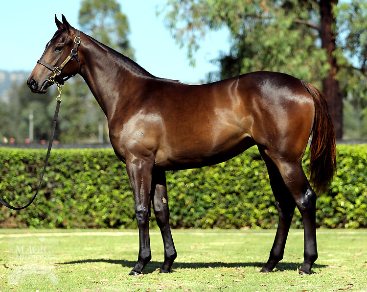 Garland (AUS) - photo 1