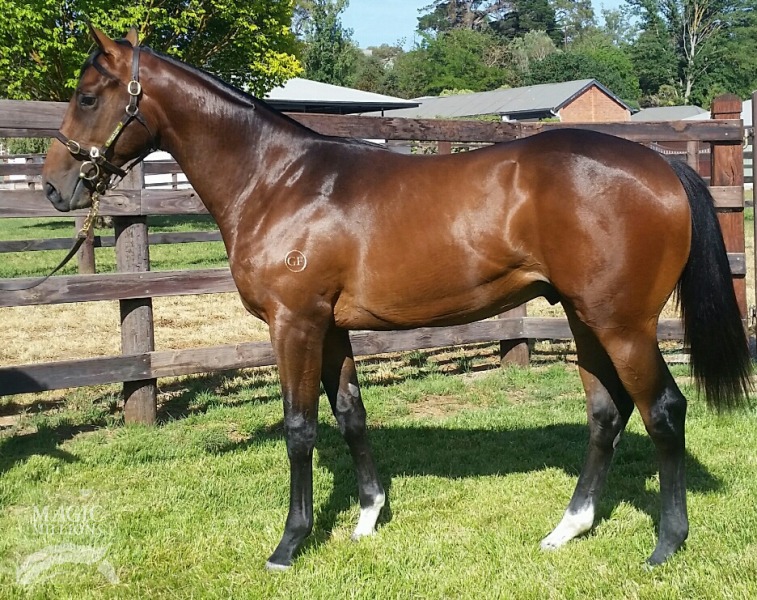 Testa Rossa (AUS) / Lucky Morna (AUS) - photo 1