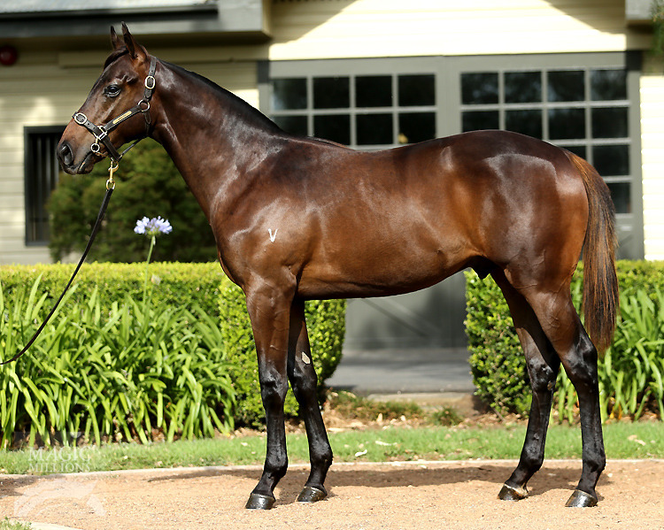 Smart Missile (AUS) / Luminova (NZ) - photo 1