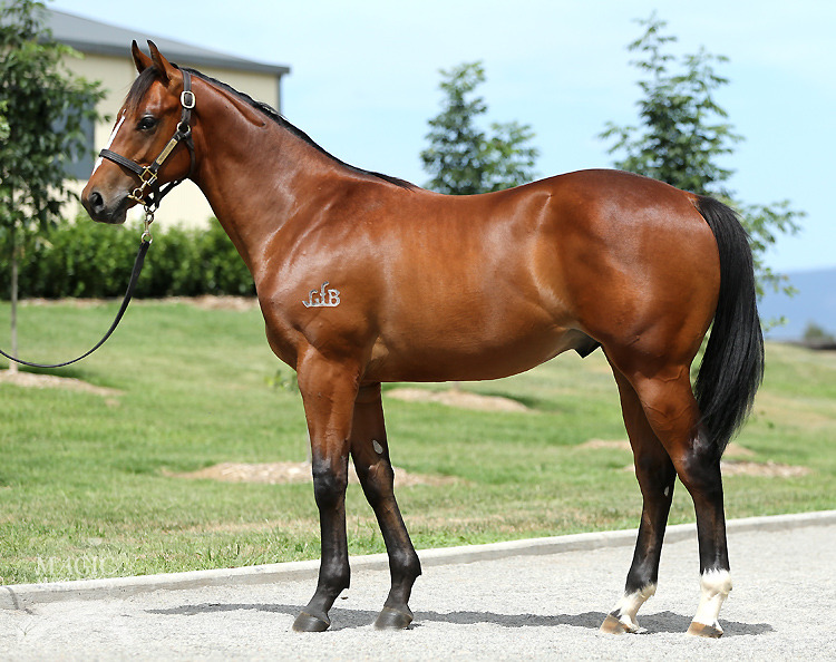 Street Cry (IRE) / Mafia Miss (AUS) - photo 1