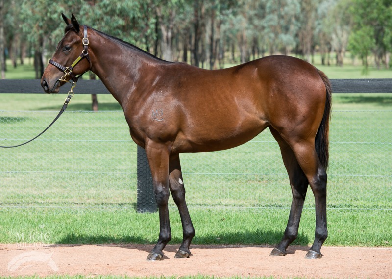 Fastnet Rock (AUS) / Mani Bhavan (USA) - photo 1