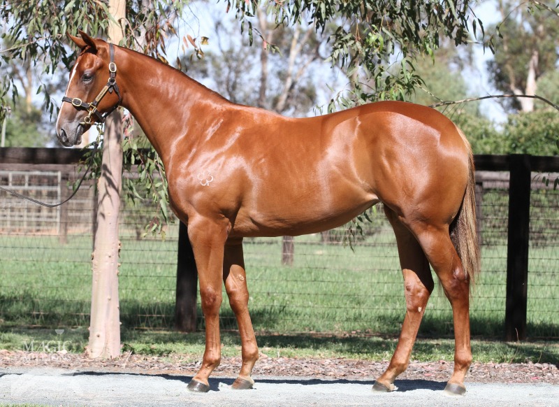 Sebring (AUS) / Metonymy (AUS) - photo 1