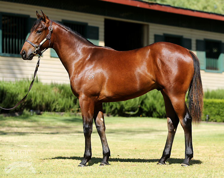 Sepoy (AUS) / Midnight Fantasy (AUS) - photo 1