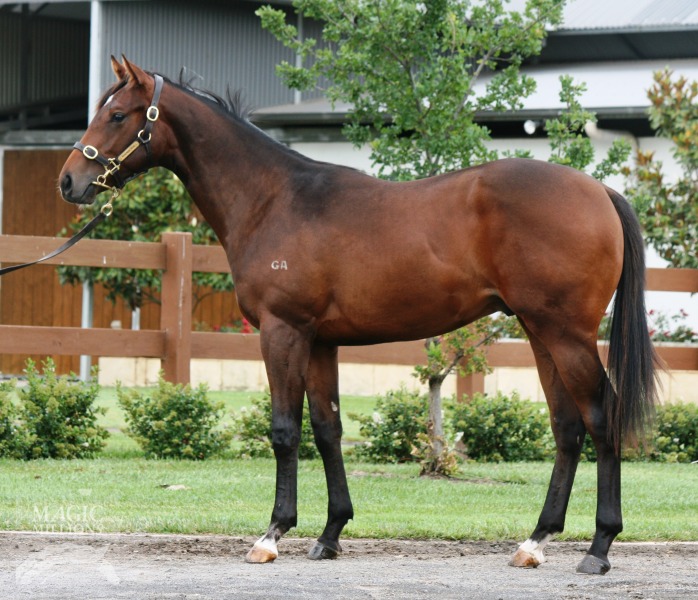 Starspangledbanner (AUS) / Miley (AUS) - photo 1