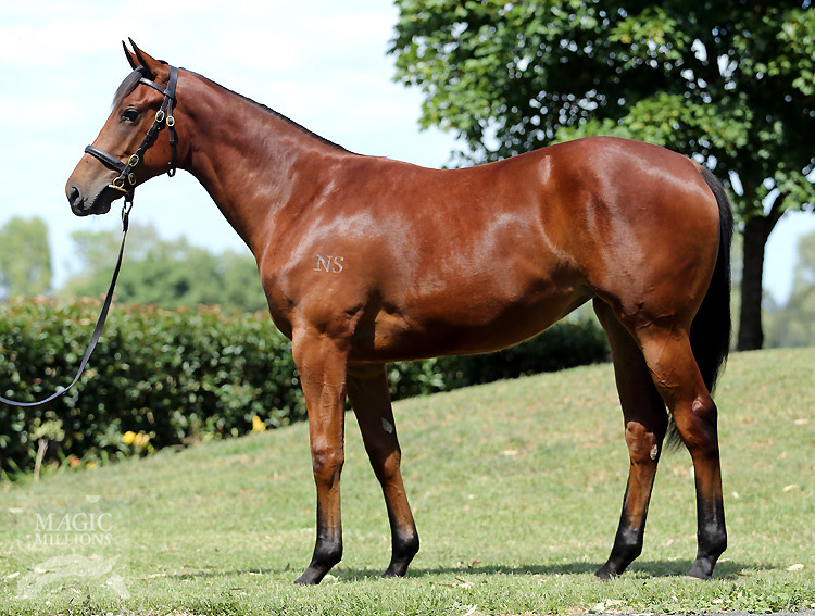 Ocean Park (NZ) / Miraculous Miss (AUS) - photo 1