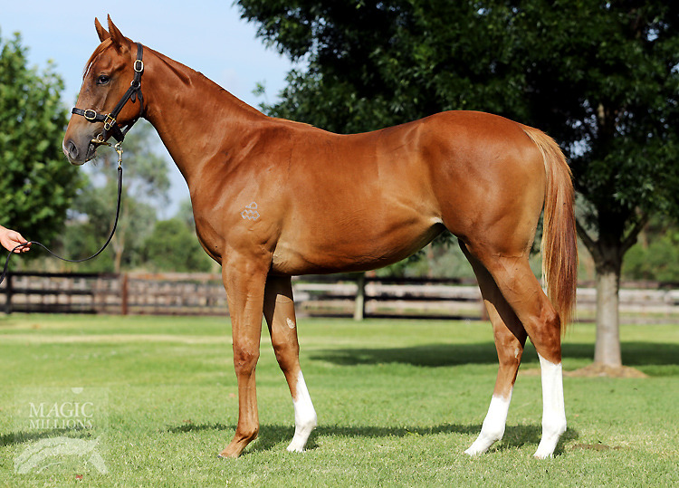 Animal Kingdom (USA) / Mirovaya (AUS) - photo 1