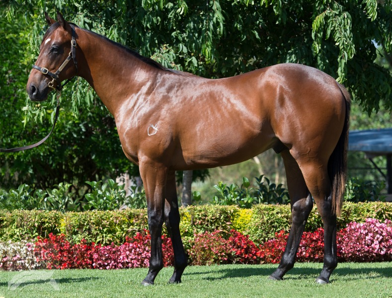 Chauffeur (AUS) - photo 1