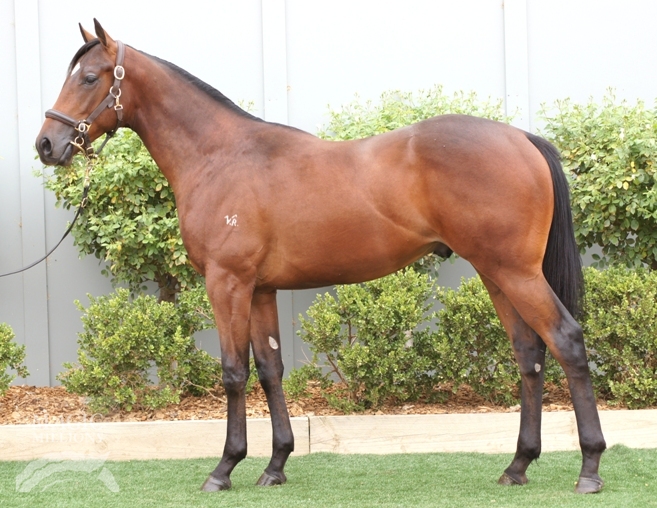 Bernardini (USA) / Miss Barwang (AUS) - photo 1