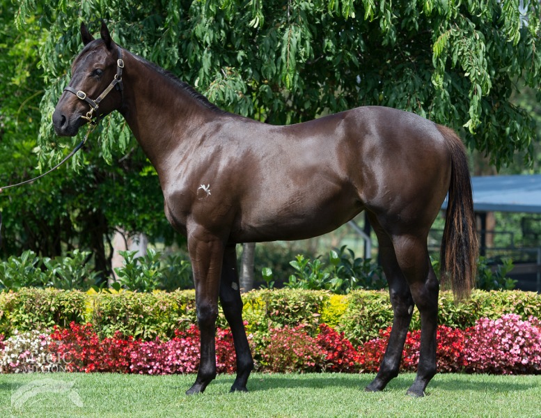 Pierro (AUS) / Miss Mooney Mooney (AUS) - photo 1