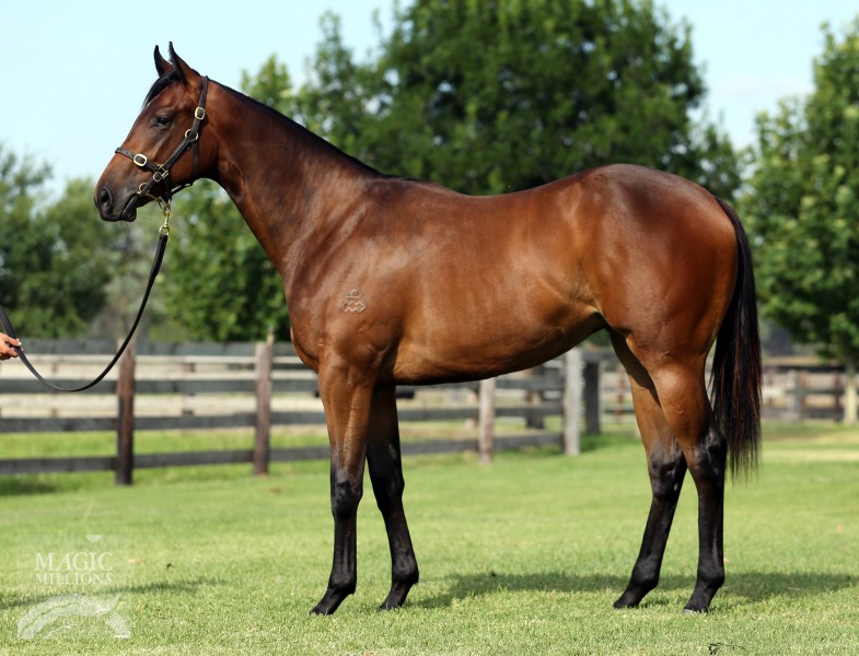 Not A Single Doubt (AUS) / Miss Sharapova (NZ) - photo 1