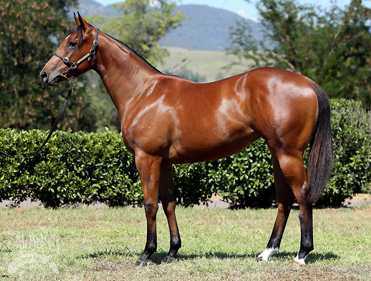 Sepoy (AUS) / Moccasin Bend (AUS) - photo 1