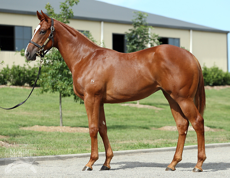 Shakira (AUS) - photo 1