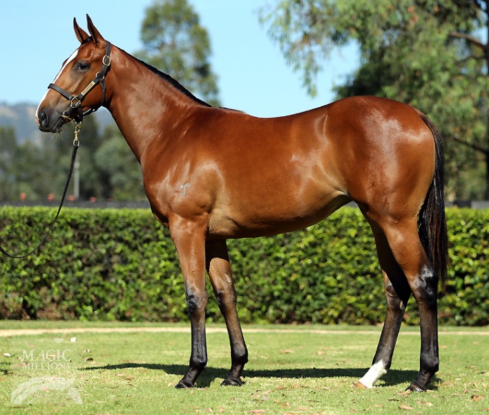 Hinchinbrook (AUS) / Morinda (AUS) - photo 1