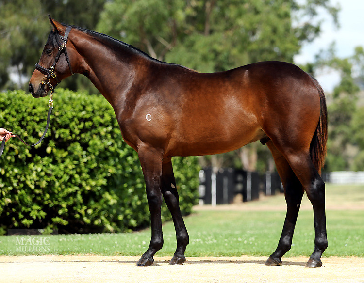 So You Think (NZ) / Morning Light (AUS) - photo 1