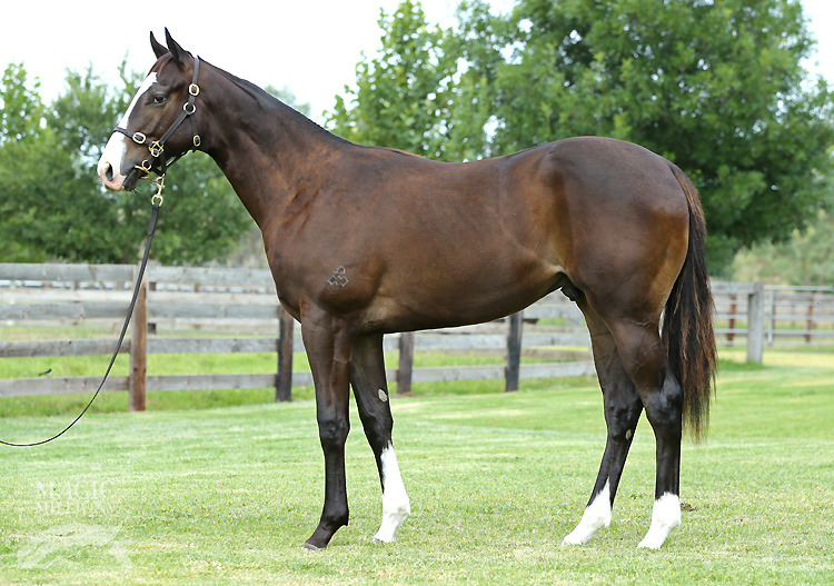 Charge Forward (AUS) / Morton (AUS) - photo 1