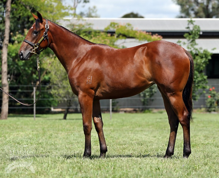 All Too Hard (AUS) / Mountain Laurel (AUS) - photo 1