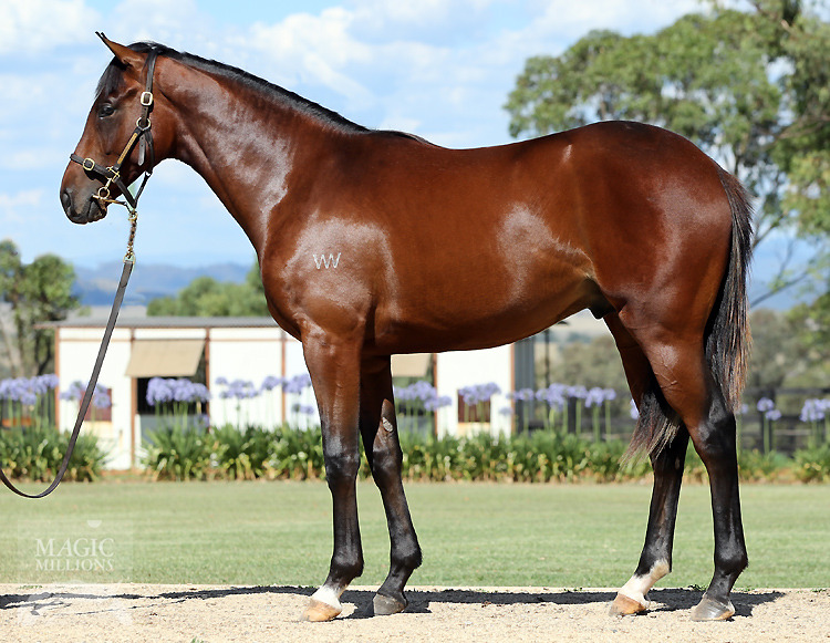 High Chaparral (IRE) / Moussaieff (AUS) - photo 1