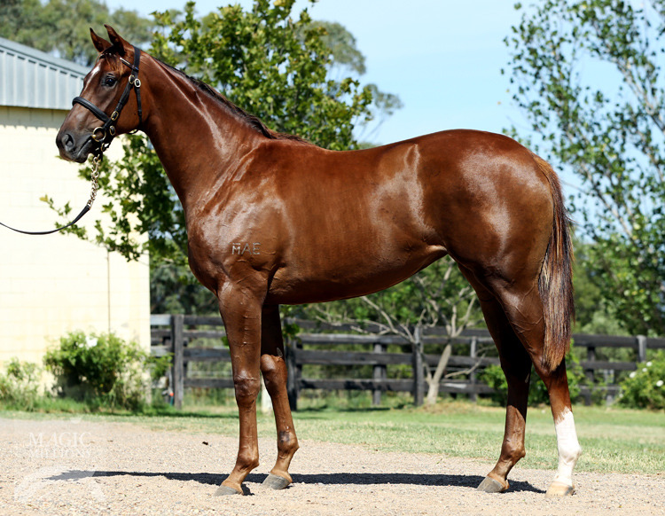 Sebring (AUS) / Mrs Slocombe (AUS) - photo 1