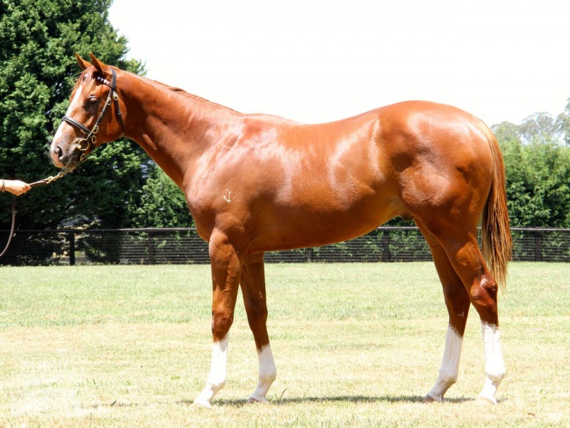 Starspangledbanner (AUS) / Mutate (AUS) - photo 1