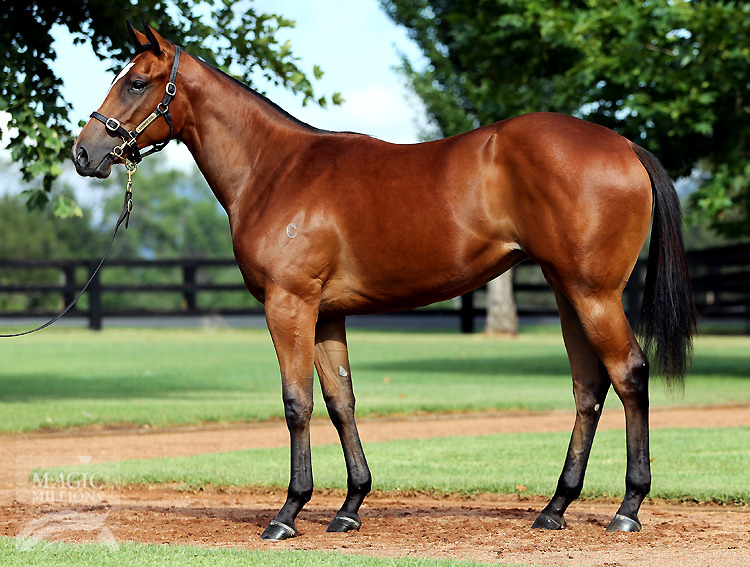 Fastnet Rock (AUS) / Necessary Evil (USA) - photo 1