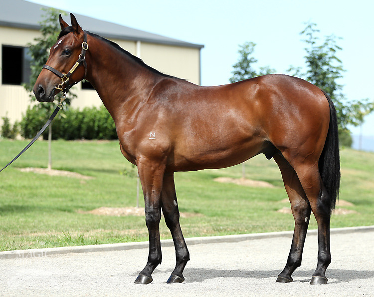 Pierro (AUS) / No Looking Back (AUS) - photo 1