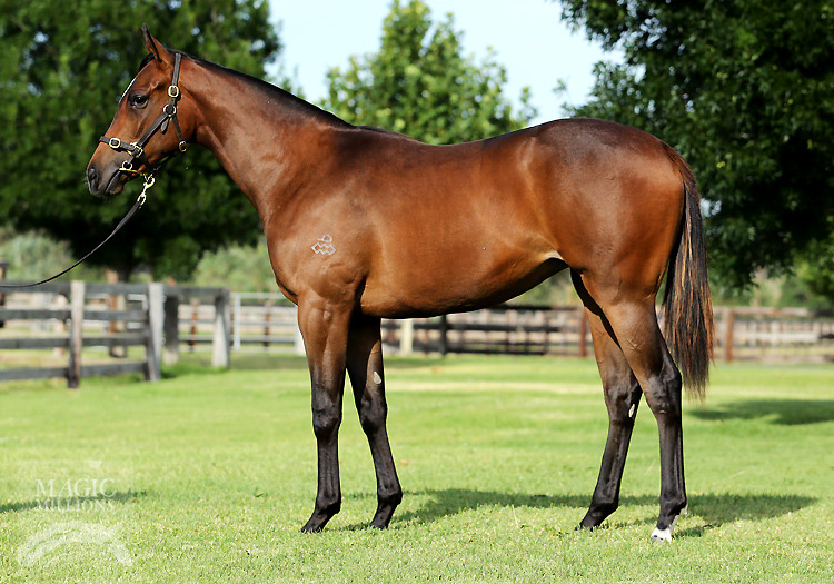 Animal Kingdom (USA) / North Flower (AUS) - photo 1