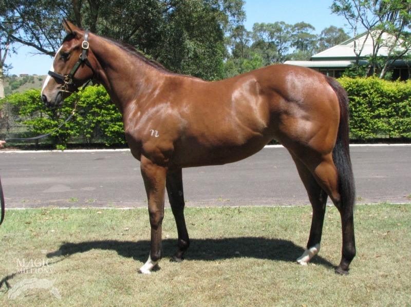 Pierro (AUS) / O'perfect One (AUS) - photo 1