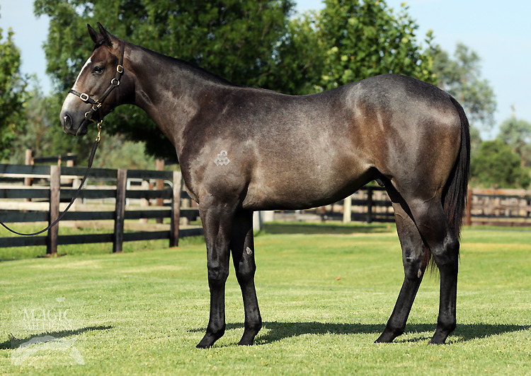 Smart Missile (AUS) / Ocelot (AUS) - photo 1