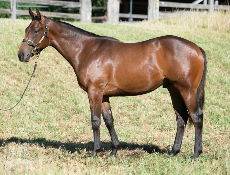I Am Invincible (AUS) / Offer It Up (AUS) - photo 1
