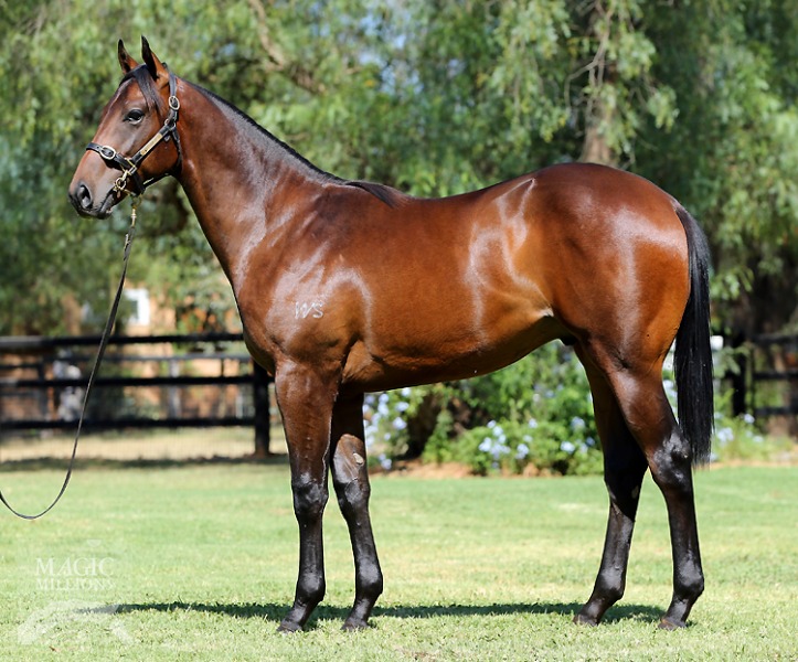 Savabeel (AUS) / On Broadway (NZ) - photo 1