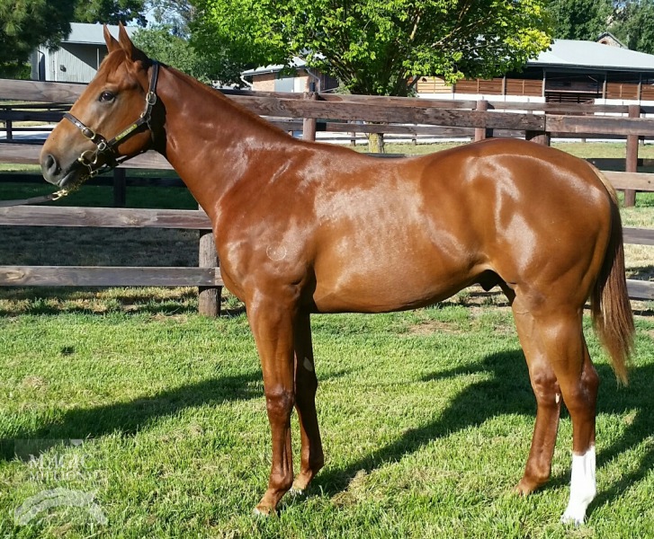 Sepoy (AUS) / Pandoro De Lago (IRE) - photo 1