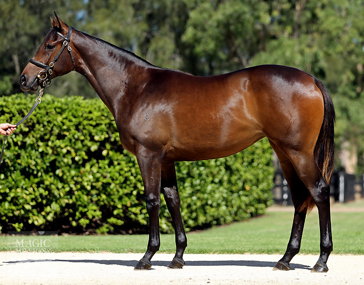 Pierro (AUS) / Paprika (AUS) - photo 1